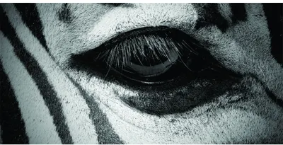 A close-up photographic image of a zebra's eye in black and white, with bold striped patterns covering the surrounding face and muzzle.