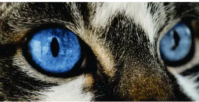 Photographic close-up of a tabby cat's face showing intense blue eyes with black slit pupils, white whiskers, and brown and black striped fur.