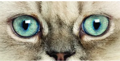 Photographic close-up of a light-coloured cat's face showing its distinctive turquoise-blue eyes and pink nose.