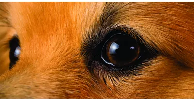 Photographic close-up of a brown dog's face showing both eyes with warm, attentive expression and glistening pupils.