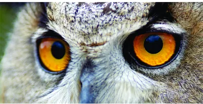Photographic close-up of an owl's face, featuring two large round eyes with bright amber irises and dark pupils, surrounded by pale grey and brown feathers.
