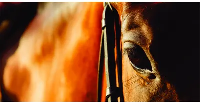 Photograph of a brown horse's head in profile, showing its eye and neck in warm golden sunlight against a dark background.
