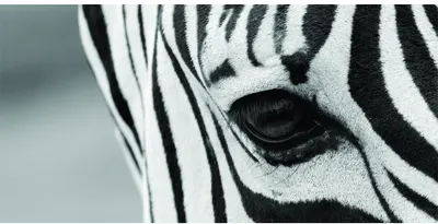 Close-up photograph of a zebra's eye and surrounding striped face in black and white.