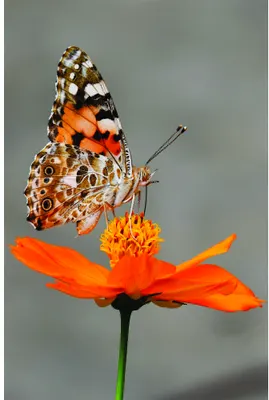 A painted lady butterfly with brown and white patterned wings perches on a bright orange flower with visible stamens against a grey background.
