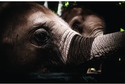Close-up photograph of a young elephant's face and raised trunk with textured grey skin, dark eye visible, against a dark background with green foliage.
