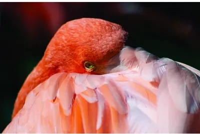 A close-up photograph of a flamingo's head and upper body, showing vibrant orange-pink plumage and delicate feather detail against a dark background.