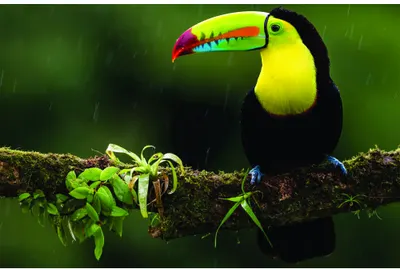 A black toucan with a bright yellow chest and a multicoloured rainbow bill sits on a moss-covered branch against a soft green blurred background.