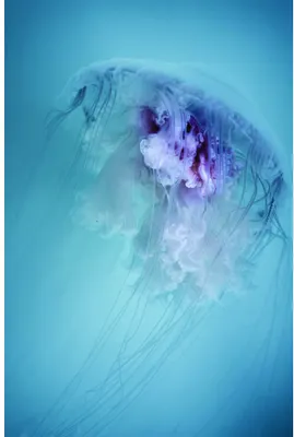 A translucent jellyfish with purple and white colouration drifts downward against a gradient blue background, its tentacles trailing beneath.