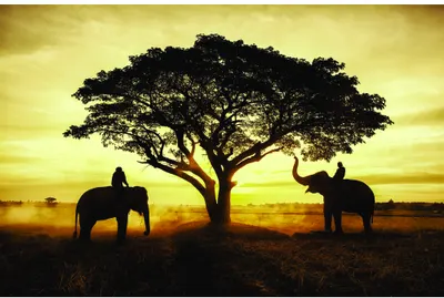 Silhouettes of two elephants standing on either side of a large acacia tree against a golden sunset sky.
