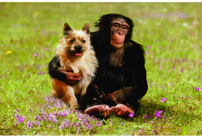 A young chimpanzee sits on green grass holding a small tan and white terrier, surrounded by small purple flowers.