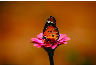 A monarch butterfly with black and orange patterned wings sits atop a bright pink zinnia flower against a soft brown background.