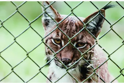 A brown and white dog with alert eyes looks directly at the camera through a chain-link fence, with soft green background.