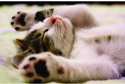 A tabby and white cat lies on its back with all four paws raised in the air, whiskers prominent and face tilted toward the camera.