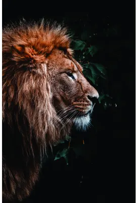 Photographic portrait of a male lion's head in profile, showing his full mane in warm brown and gold tones against a dark background with subtle green foliage visible.