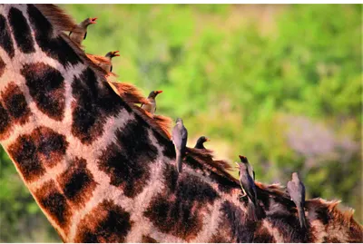 A close-up photograph of a giraffe's spotted neck with five small brown and grey oxpecker birds perched along its spine, set against soft green bushland.
