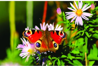 A red and gold peacock butterfly with eyespots on its wings perches on white and pink daisy flowers surrounded by green foliage.