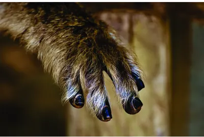 A close-up photograph of a primate's hand with extended fingers, showing dark nails and detailed fur texture against a blurred background.