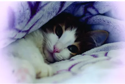 A black and white kitten with pink nose nestles into soft purple and white bedding, eyes half-closed in contentment.