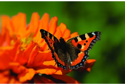A red and black butterfly rests on an orange zinnia flower against a soft green background.