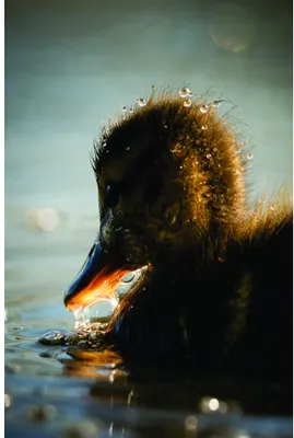 A young seal with dark fur backlit by golden sunlight emerges from shallow water, looking to the right with water droplets glistening on its face.