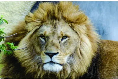 Close-up photographic portrait of a male lion facing the camera with a full golden mane against a soft blue background.