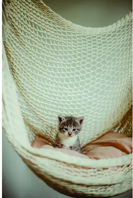 A brown and white tabby kitten sits inside a cream-coloured woven hammock, looking directly at the camera with a calm expression.