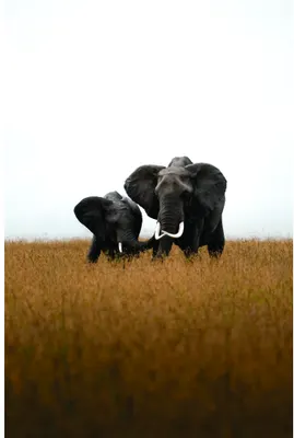 A photograph of a large adult elephant and smaller elephant calf walking together through dry golden grassland under a pale sky.