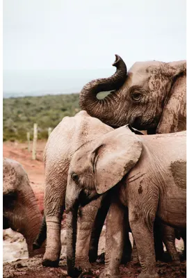 A young elephant with its trunk raised touches a larger adult elephant in an arid African landscape.