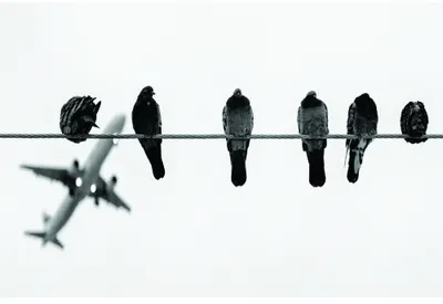 Black and white photograph of six dark silhouetted birds perched on a horizontal wire with one bird in flight to the left, against a pale background.