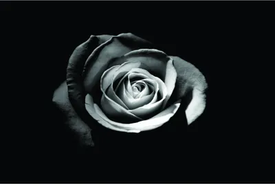 A monochrome photograph of a single rose with layered petals in shades of grey and white, set against a solid black background.