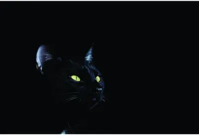 A black cat's face emerges from a dark background, its distinctive yellow eyes glowing brightly and staring directly ahead.