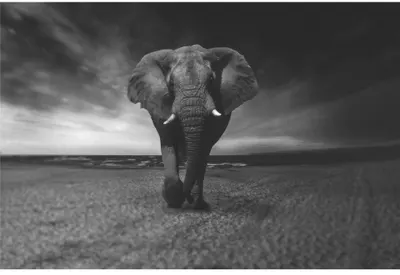 A black and white photograph of a single African elephant walking directly towards the camera across a vast, open savanna landscape under a dramatic cloudy sky.