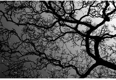 Silhouette of bare tree branches spreading against a light grey sky, shot from below looking upward.