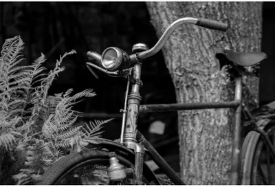 A monochrome photograph of an old bicycle with curved handlebars leaned against a rough tree trunk, with fern fronds visible to the left side.
