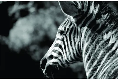 A black and white photograph of a zebra's head and neck in profile, showing fine detail of its stripe pattern and features against a soft blurred background.