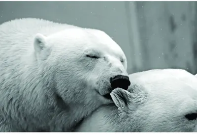 Black and white photograph of a mother polar bear nuzzling her cub in falling snow.