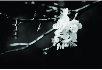 Monochrome photograph of white blossoms in sharp focus on a delicate branch, set against a dark blurred background.