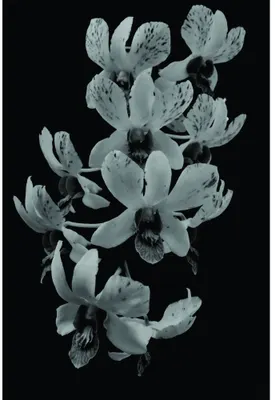 A vertical arrangement of pale grey-white orchid flowers with visible stamens, photographed against a black background.
