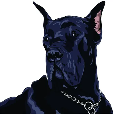 A stylised portrait of a navy and black doberman with cropped ears and a silver chain collar against a white background.
