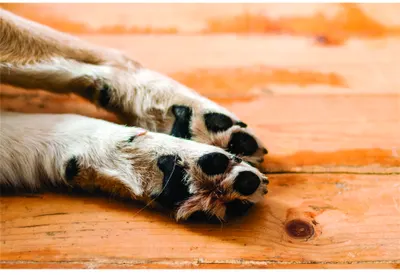 Close-up photograph of a dog's four paws with dark paw pads and white and brown fur resting on a wooden floorboard.