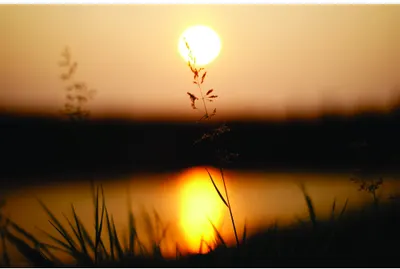 A golden sun setting over a body of water, its reflection perfectly mirrored below, with tall grasses silhouetted in dark profile across the foreground.