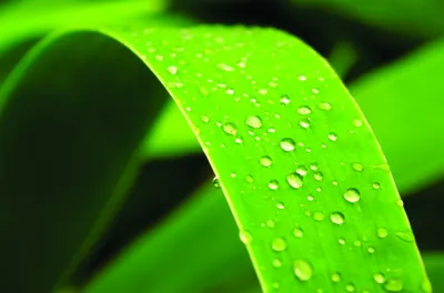Macro photograph of bright green leaves covered with water droplets against a dark blurred background.