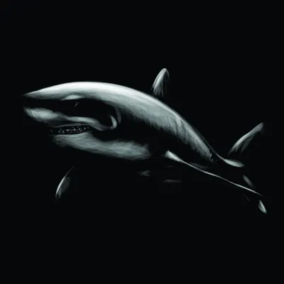 A detailed graphite sketch of a great white shark in profile, rendered in silver and white tones against a solid black background.