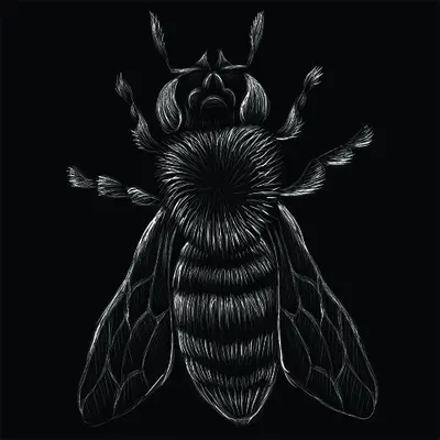 A white line drawing of a beetle with detailed wings and antennae on a solid black background.