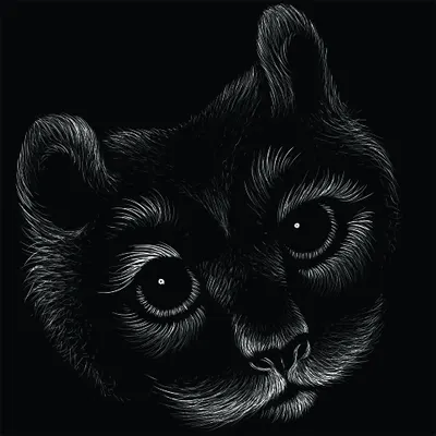 Line-art sketch of a cat's face in black and white, with detailed fur texture and prominent bright eyes against a dark background.