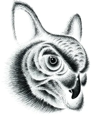 Pencil sketch of a chihuahua's head with large eyes and pointed ears, rendered in black ink on white background.