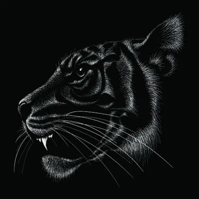 A white line sketch of a tiger's head in profile against a black background, showing bared teeth and fine detail in the fur and whiskers.