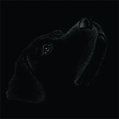 A detailed pencil sketch of a dog's head and neck in profile, looking upward, rendered in white lines on a black background.
