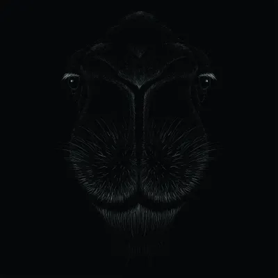 A detailed line drawing of a hippo's face viewed head-on against a black background, with fine white linework showing whiskers, texture, and facial features.