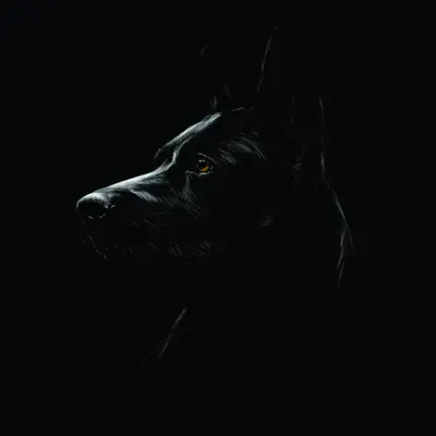 Sketch of a dog's head in profile against a black background, with warm golden highlights on its face and glowing amber eyes.
